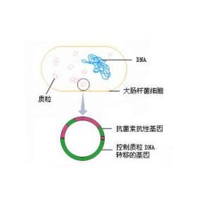 pBlueScriptR-TEKT1质粒
