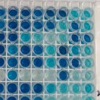 诺ru病毒配对抗体 诺ru病毒配对单抗 鼠抗诺ru病毒配对单克隆抗体