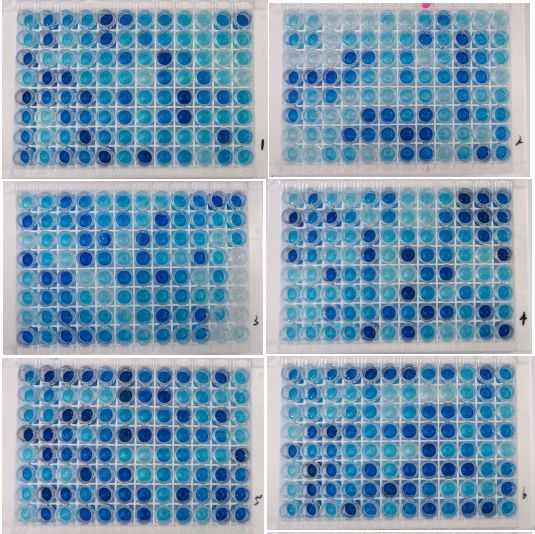 甲型流感H5,H7配对抗体 甲型流感H5,H7配对单抗 鼠抗甲型流感H5,H7配对单克隆抗体