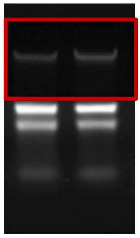如何确认RNA的质量?