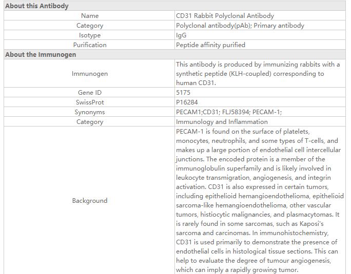 CD31 Rabbit Polyclonal Antibod