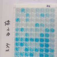 鼠抗白介素6配对单克隆抗体 鼠抗白介素6配对抗体 鼠抗白介素6配对单抗