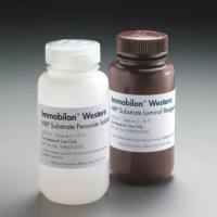 Immobilon Western 化学发光 HRP 底物热销 2x250ml（热销）