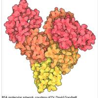 BSA, 牛血清白蛋白 5G/瓶（热销）