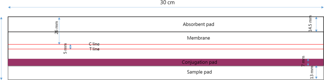 新冠蛋白SARS-CoV-2 Nucleocapsid Pr