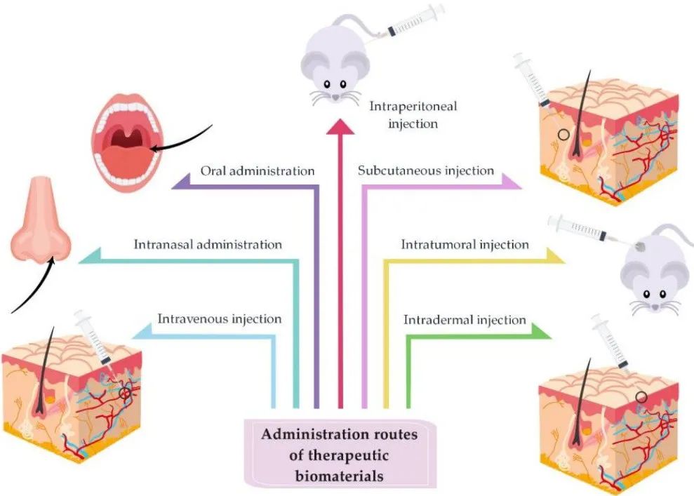 大自然的恩赐-外泌体药载
