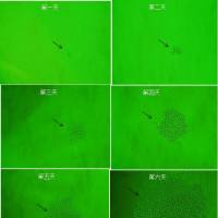 鼠抗癌胚(CEA)配对单克隆抗体  癌胚(CEA)配对抗体  鼠抗癌胚(CEA)配对单抗