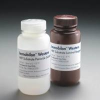 Immobilon Western 化学发光 HRP 底物热销 2 x 50 mL（热销）