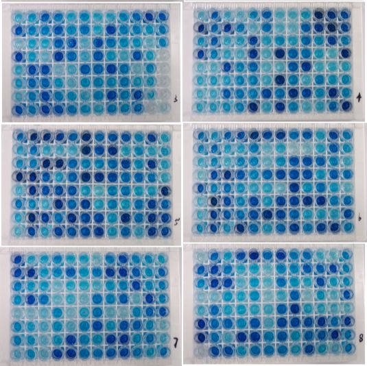 哺乳动物SAA配对鼠抗单克隆抗体及其质控抗原  哺乳动物SAA配对鼠抗抗体  哺乳动物SAA配对鼠抗单抗