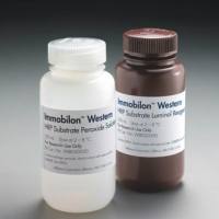 Immobilon Western 化学发光 HRP 底物热销 2 x 25 mL