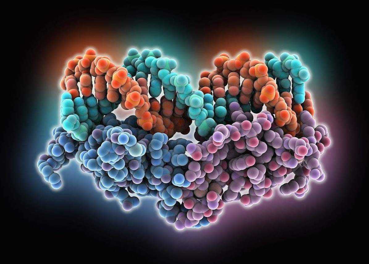  美狄洛斯®大/小鼠生长因子I检测试剂盒（酶联免疫法）