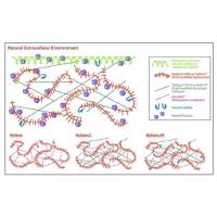 HyStem 细胞培养支架试剂盒