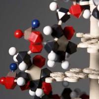 兔抗山羊 IgG (H&L)，ALP 偶联