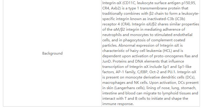 CD11c Rabbit Monoclonal Antibo