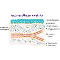 ECM hydrogel（ECM 凝胶）