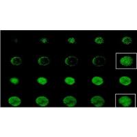 Visikol® HISTO-M™ Tissue Clearing Reagent (HM-30, HM100)