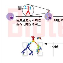 单细胞质谱流式技术分析_单细胞质谱流式技术检测|百泰派克生物科技