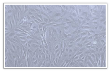 原代细胞培养不好？这些问题，你注意到了吗？