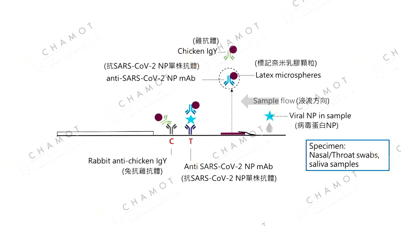乔默生物高品质新冠抗体抗原，您的全方位快筛解决方案!
