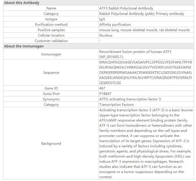 ATF3 Rabbit Polyclonal Antibod