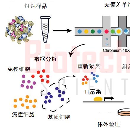 单细胞测序_单细胞测序技术_10x genomics单细胞测序服务