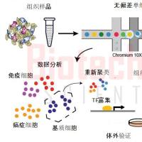 单细胞测序_单细胞测序技术_10x genomics单细胞测序服务