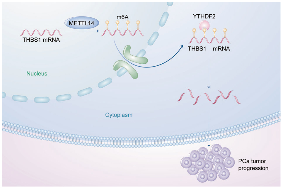 Nature子刊丨锐博m6A试剂盒MeRIP-seq助力发现METTL14促进前列腺肿瘤发生的分子机制