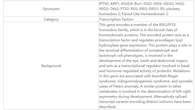 PITX2 Rabbit Polyclonal Antibo