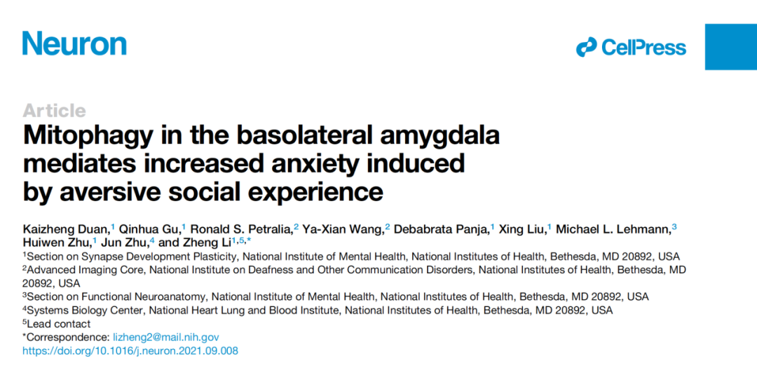 Neuron：杏仁核线粒体自噬的增加或是引起焦虑的关键机制！
