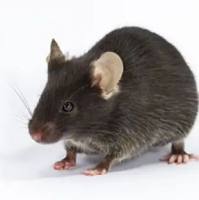 C57BL/6J-ApcMin/J 多发性肠道肿瘤小鼠