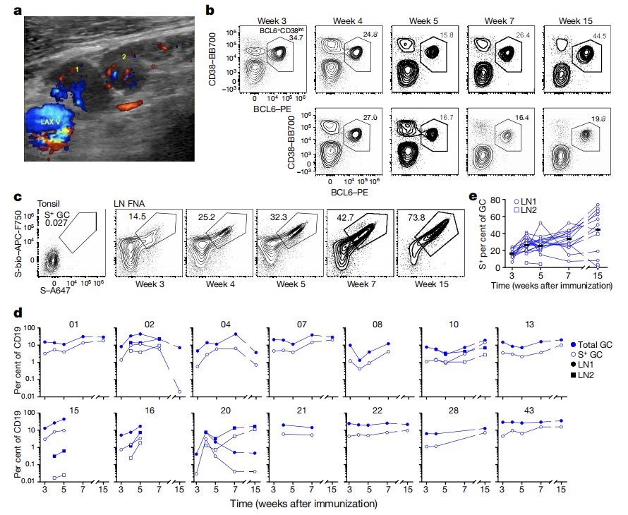 Nature Cell三连发：Ali H. Ellebedy团队揭示新冠mRNA疫苗接种后的长效保护