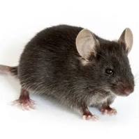 B6.129S7-Ldlrtm1Her/J 小鼠