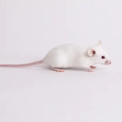 J:ARC(S) 远交系Swiss小鼠