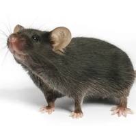 他莫昔芬诱导型KPC小鼠