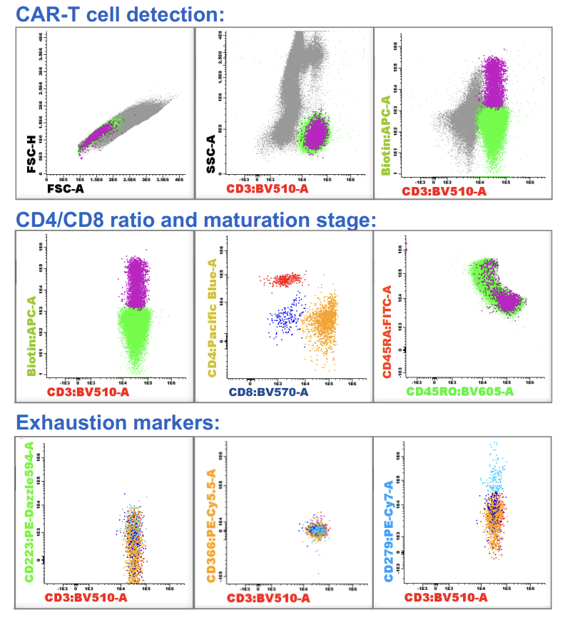 Big Panel Theory系列之-3激光19色（20标记）CAR-T细胞治疗监测方案