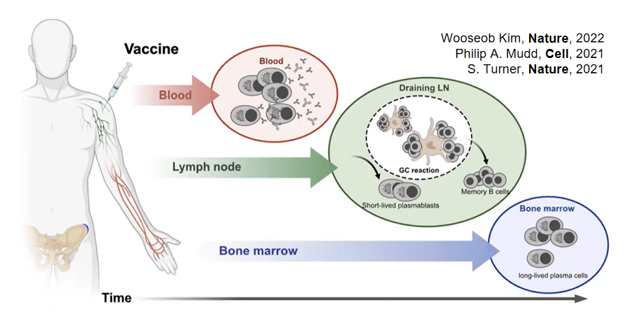 Nature Cell三连发：Ali H. Ellebedy团队揭示新冠mRNA疫苗接种后的长效保护
