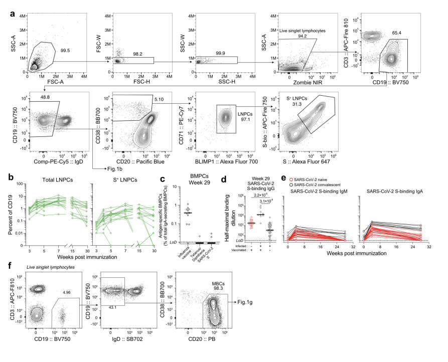 Nature Cell三连发：Ali H. Ellebedy团队揭示新冠mRNA疫苗接种后的长效保护