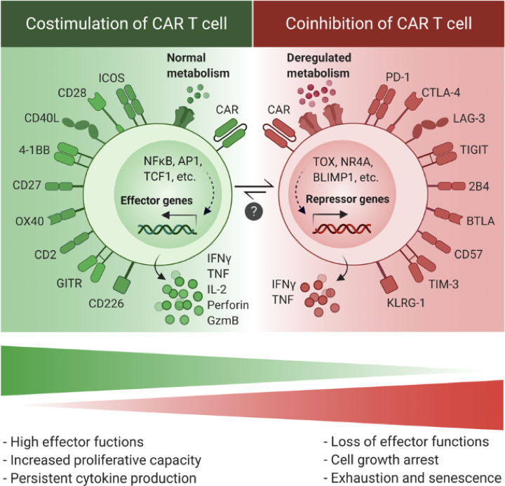 Big Panel Theory系列之-3激光19色（20标记）CAR-T细胞治疗监测方案