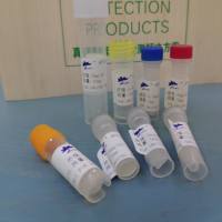 鼠抗猫杯状病毒配对单克隆抗体b  鼠抗猫杯状病毒配对抗体b  鼠抗猫杯状病毒配对单抗b