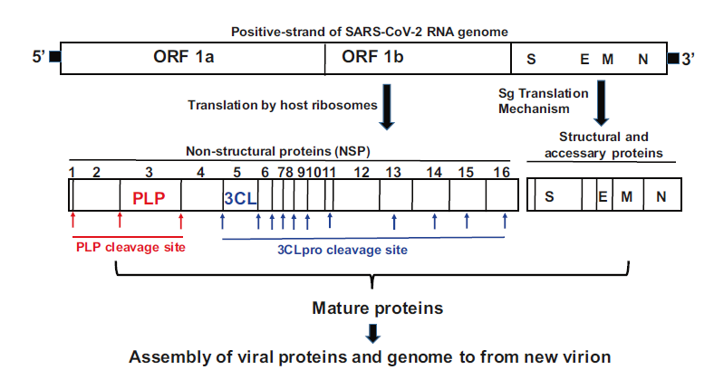 3CLpro蛋白酶抑制剂，如何靠实力进入新冠病毒诊疗方案