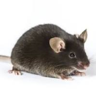 B6.Cg-Tg(TcraTcrb)425Cbn/J小鼠