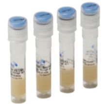 Human UGT2B7 (II相代谢酶)