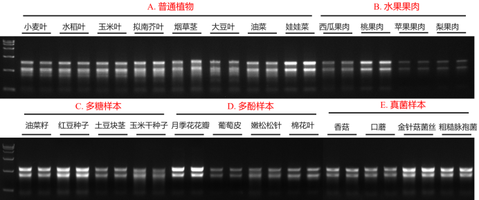 上新丨简便又快速的植物RNA提取试剂盒惊喜来袭！