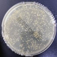 微生物实验技术服务 产品抑菌实验/无菌验证/微生物限度检测