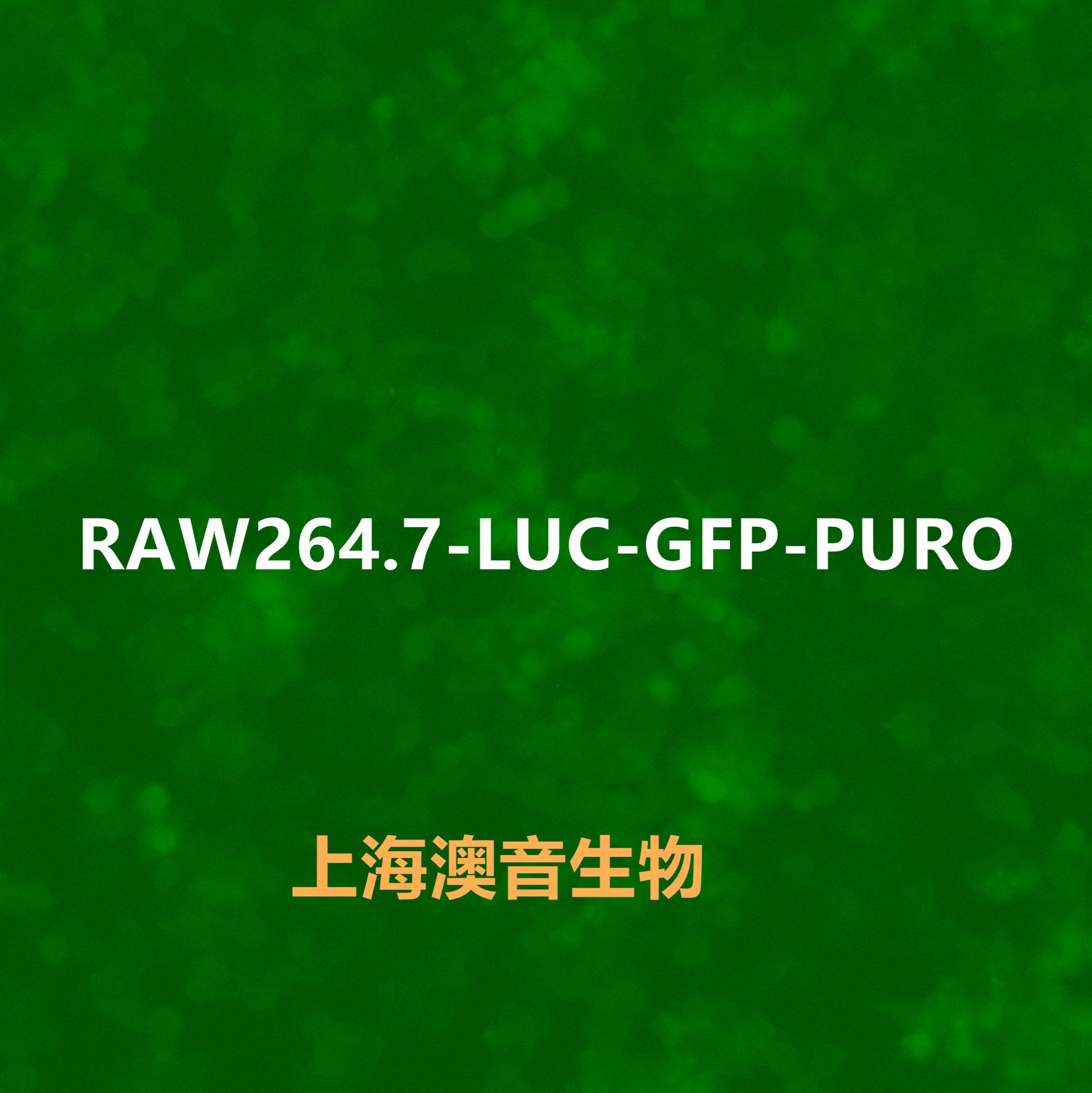 RAW 264.7-LUC-GFP-Puro【RAW264.7-LUC;RAW264.7-GFP;RAW 264.7-LUC;RAW 264.7-GFP】双标记的小鼠单核巨噬细胞白血病细胞