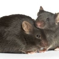 BKS-DB/DB自发二型糖尿病小鼠