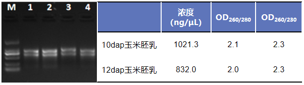 上新丨简便又快速的植物RNA提取试剂盒惊喜来袭！