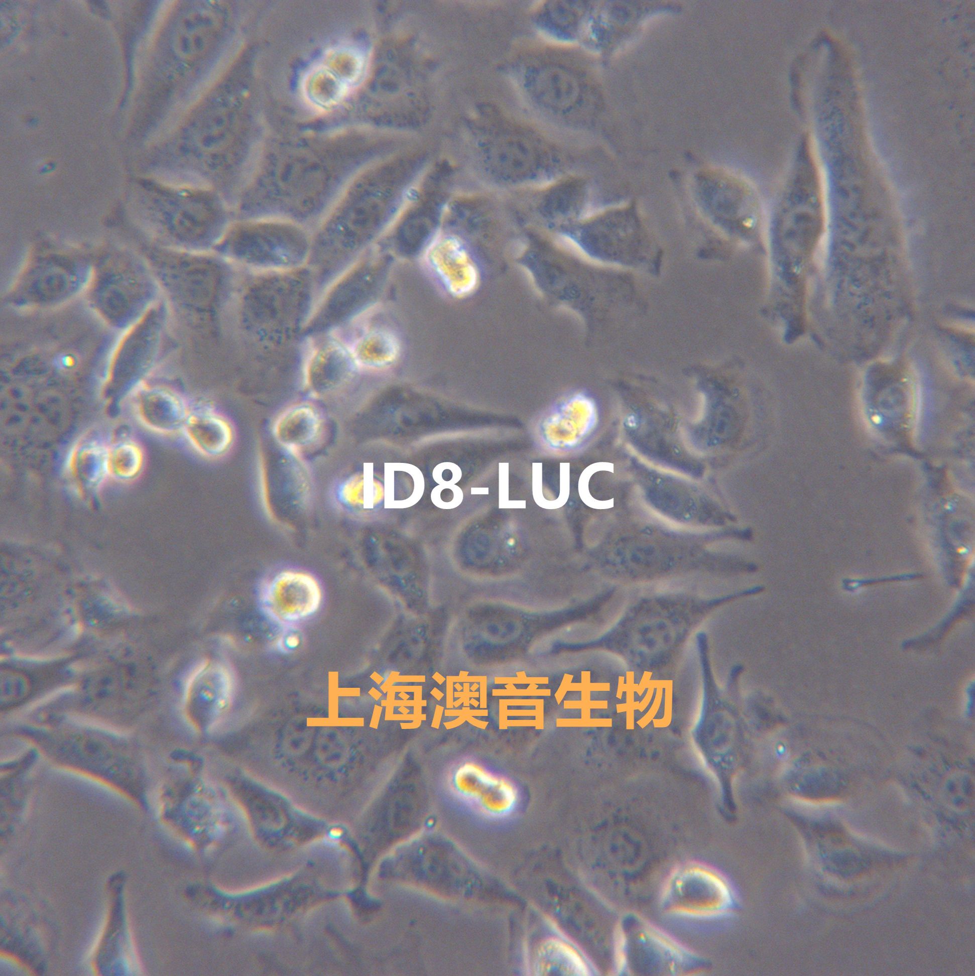 ID8-LUC[ID8/LUC]萤火虫荧光素酶标记的小鼠卵巢癌细胞