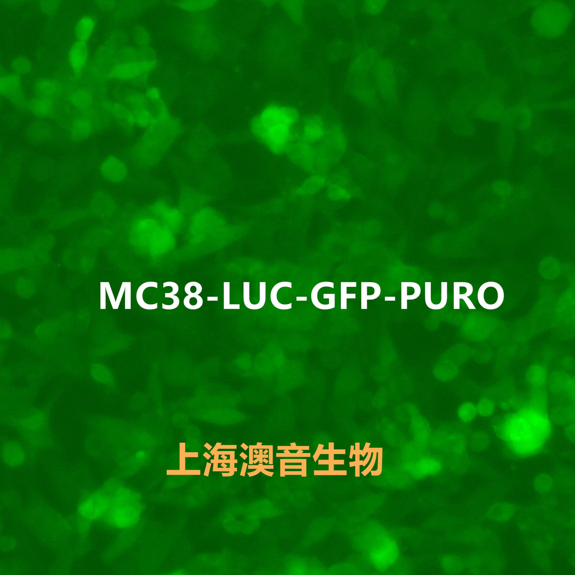 MC38-LUC-GFP-Puro【MC38-LUC;MC38-GFP】双标记的小鼠结肠癌细胞