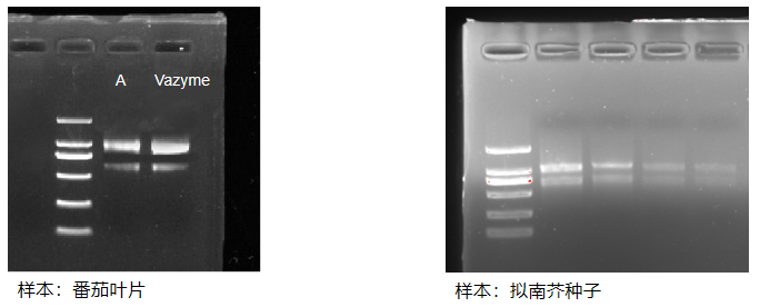上新丨简便又快速的植物RNA提取试剂盒惊喜来袭！